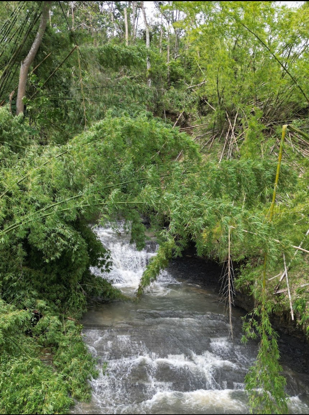 Bambuza- The Adventure Kingdom