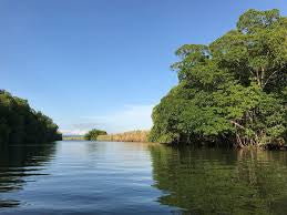 Black River Safari Tour