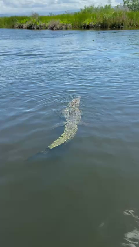 Private Black River Safari Tour
