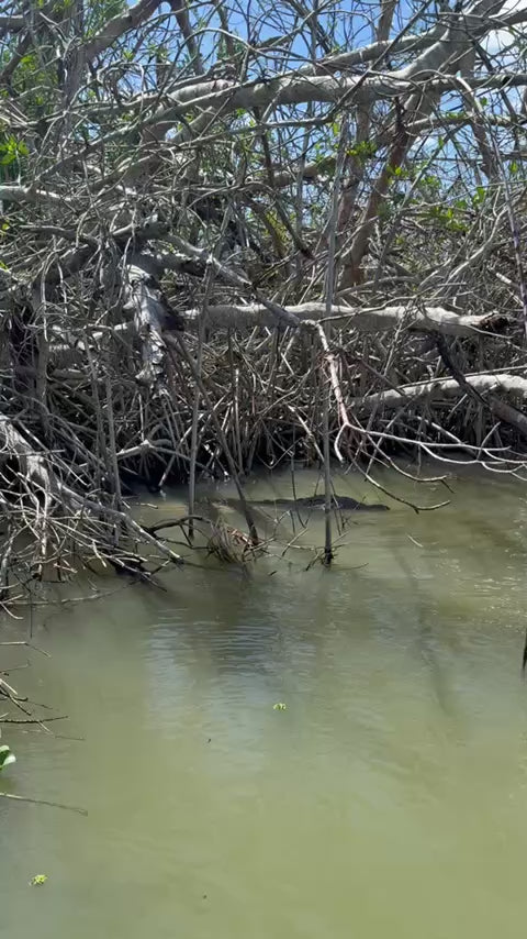 Private Black River Safari Tour